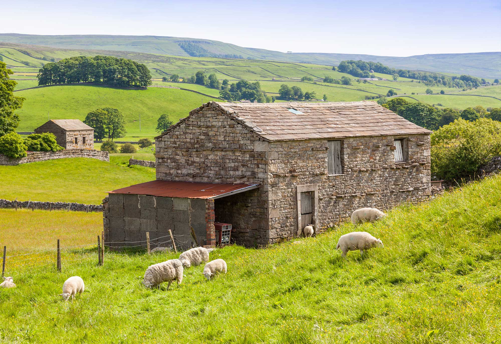 Sheep wandering around green field in front of a farm house in the English country side