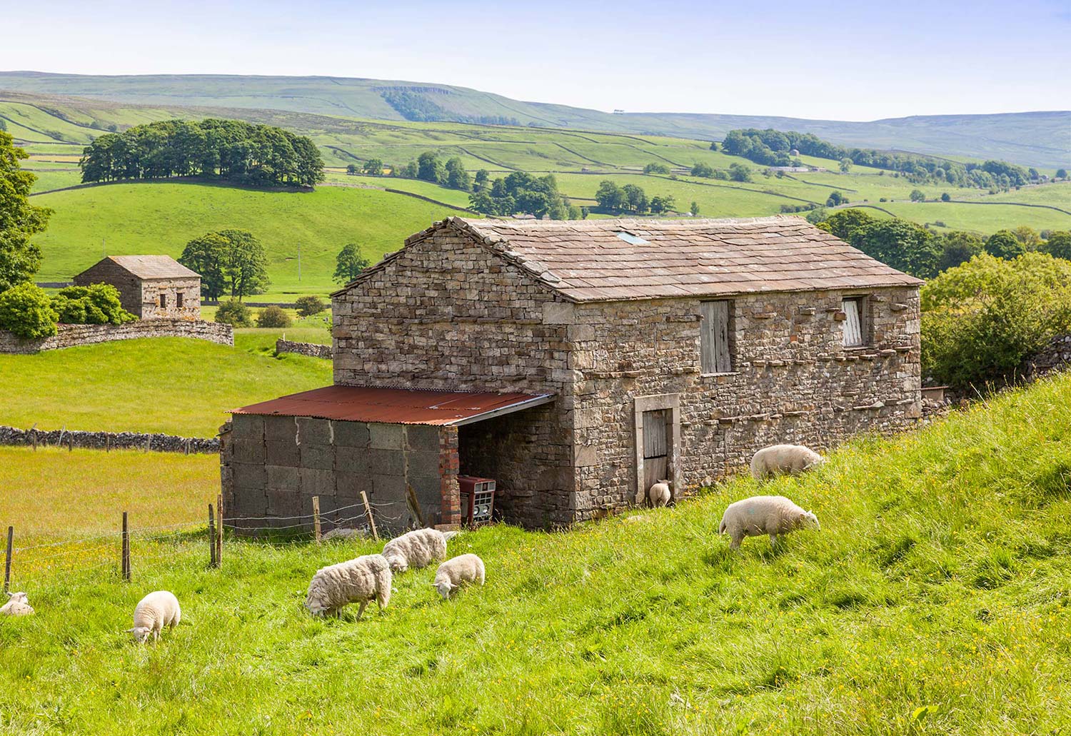 Sheep wandering around green field in front of a farm house in the English country side