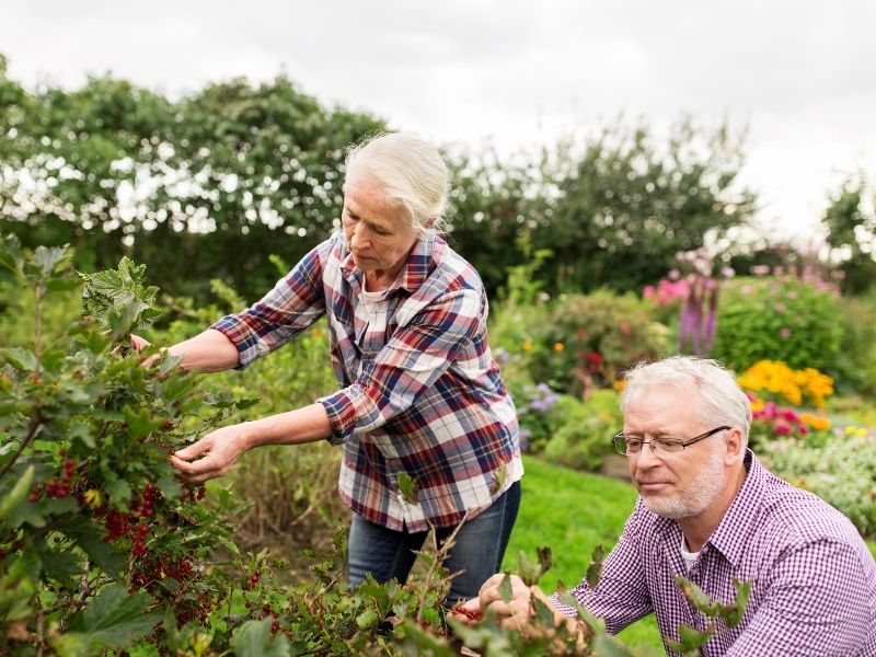 Retired couple gardening