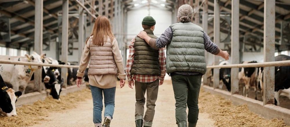 older farmer walks his teenage daughter and son through cattle farm