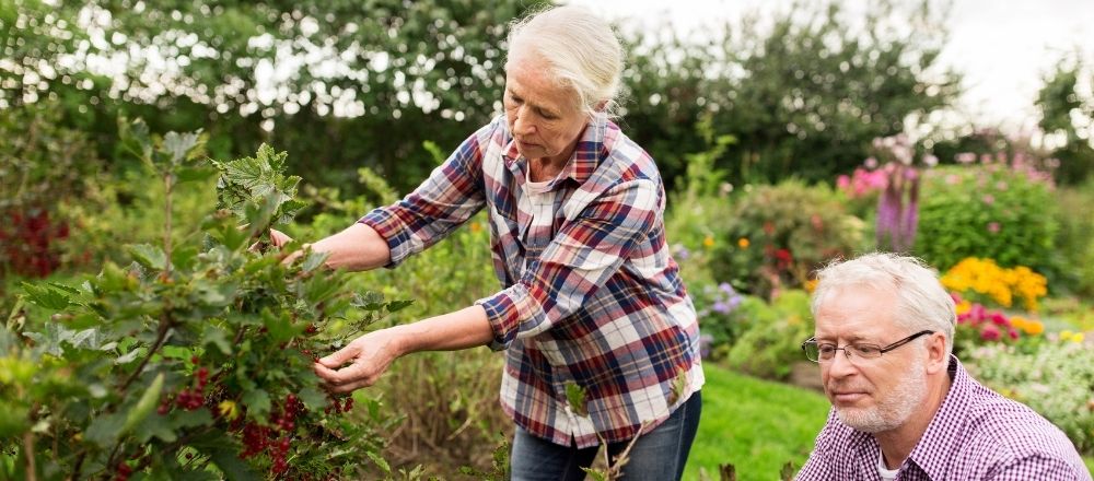 Retired couple gardening